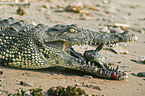 Nile crocodile