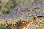 Nile crocodile