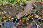 nile monitor