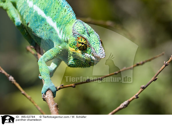 panther chameleon / WS-02784