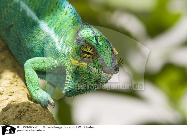 panther chameleon / WS-02790