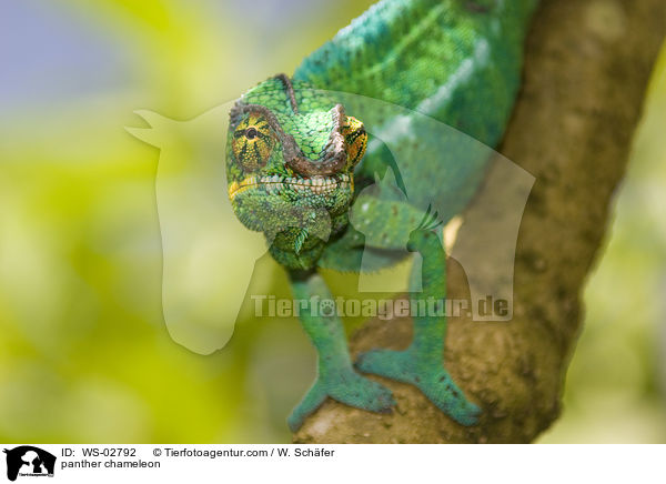panther chameleon / WS-02792