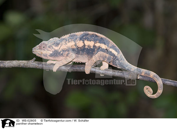 panther chameleon / WS-02805