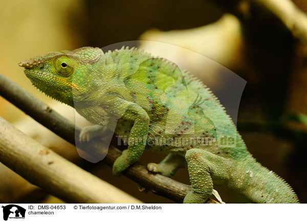 Pantherchamleon / chameleon / DMS-04653