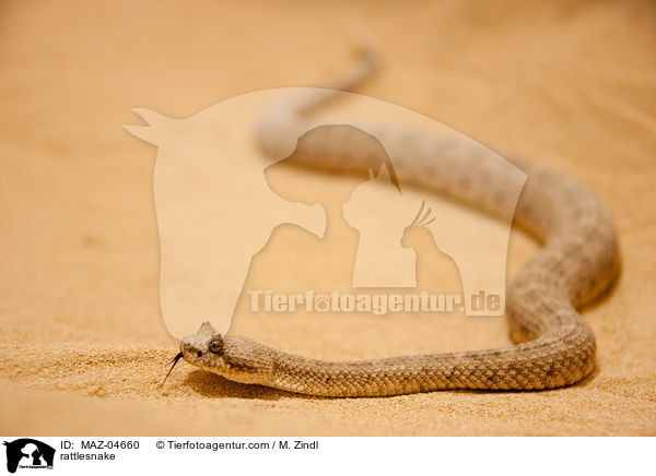 Klapperschlange / rattlesnake / MAZ-04660