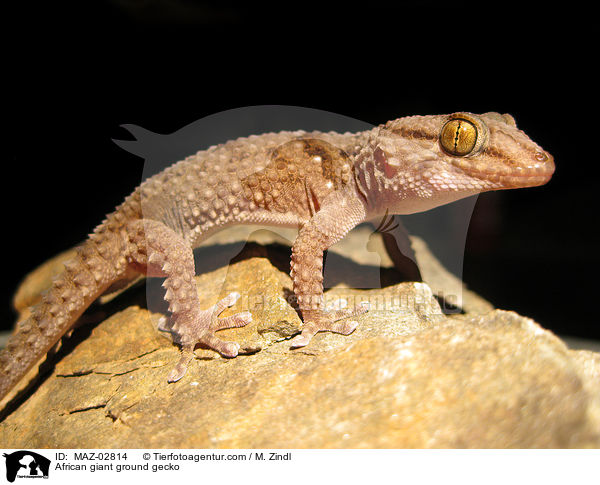 African giant ground gecko / MAZ-02814