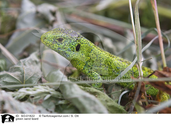 green sand lizard / SO-01822