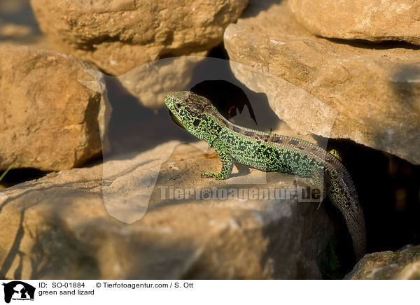 green sand lizard / SO-01884