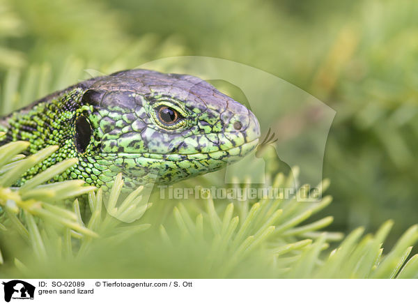 green sand lizard / SO-02089