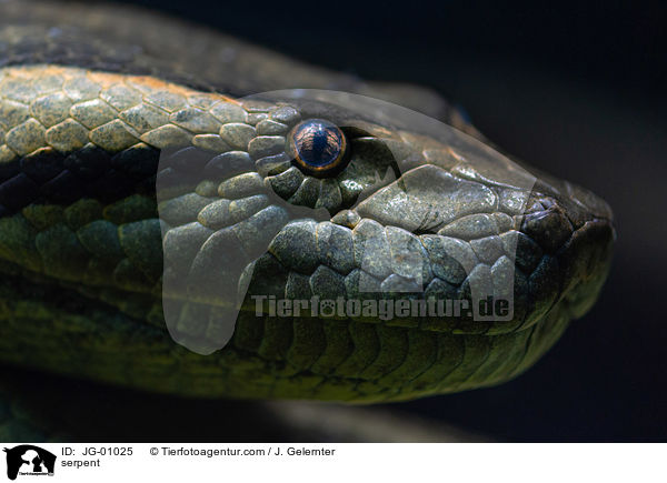 Schlange / serpent / JG-01025