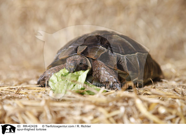 spur-thighed tortoise / RR-42428