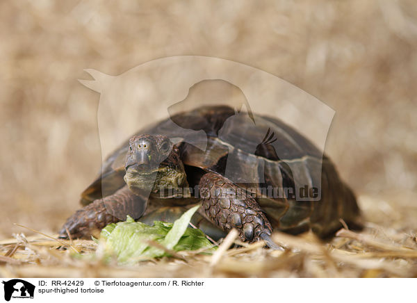 spur-thighed tortoise / RR-42429