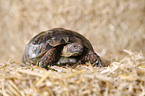 spur-thighed tortoise