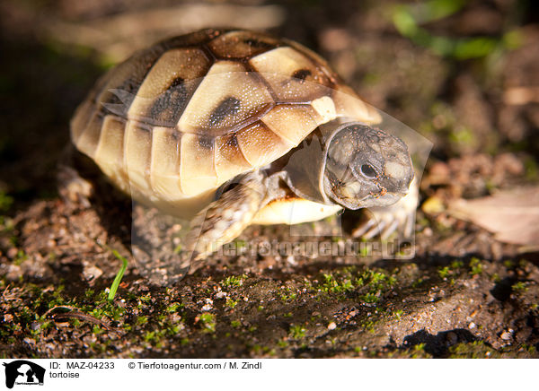 tortoise / MAZ-04233