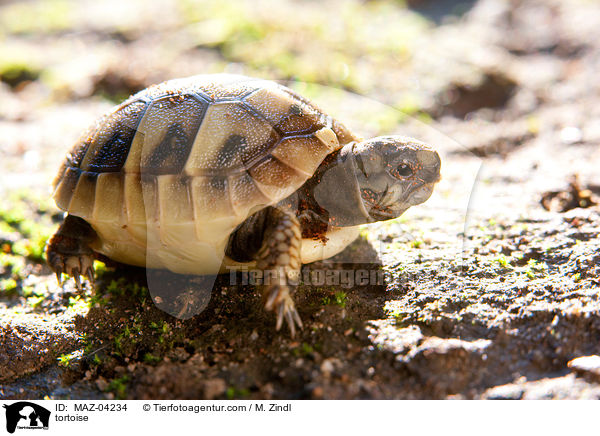 tortoise / MAZ-04234