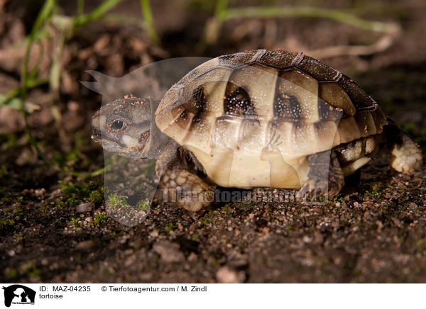 tortoise / MAZ-04235