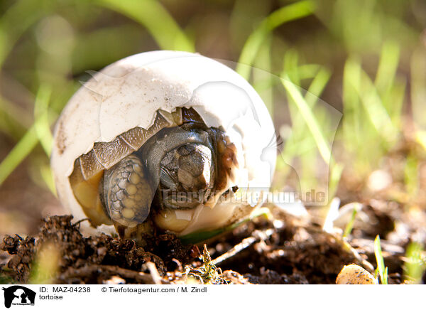 tortoise / MAZ-04238