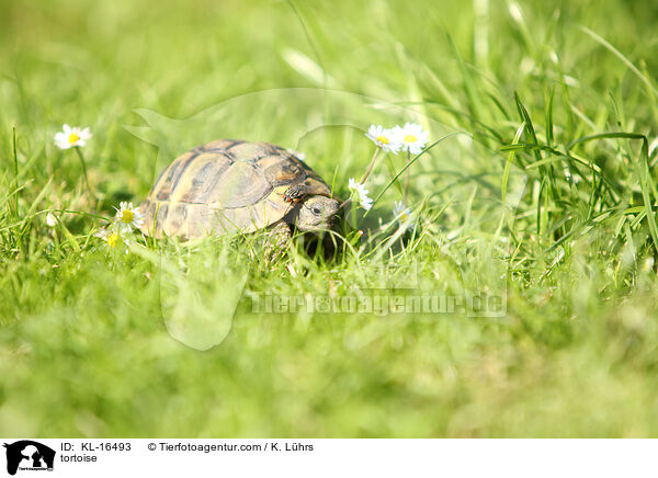 tortoise / KL-16493