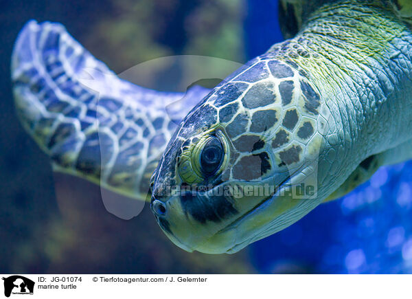 marine turtle / JG-01074