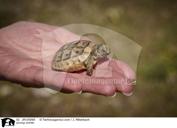 young cooter / JR-05998