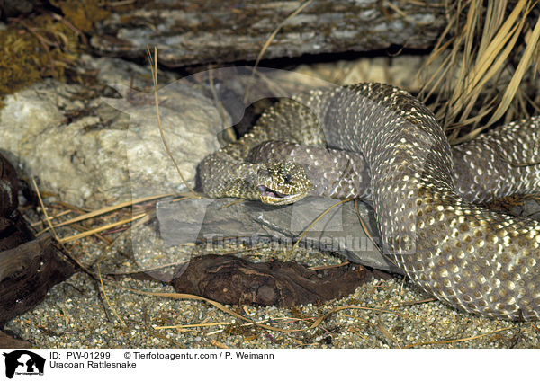 Uracoan Klapperschlange / Uracoan Rattlesnake / PW-01299