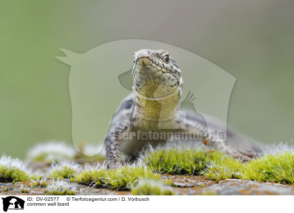 Mauereidechse / common wall lizard / DV-02577