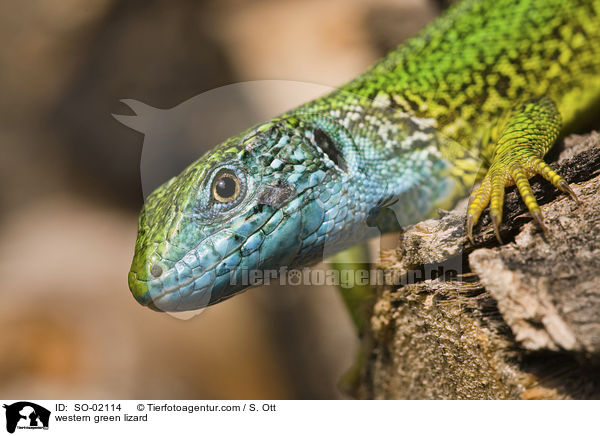 western green lizard / SO-02114
