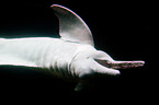 Amazon river dolphin