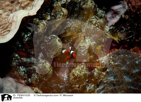 Clownfisch / clownfish / PEM-01025