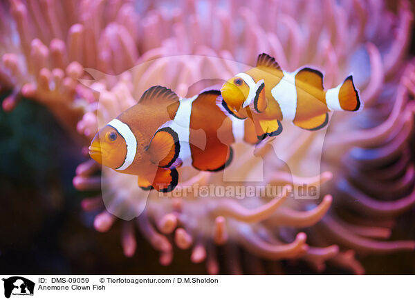 Clownfisch / Anemone Clown Fish / DMS-09059