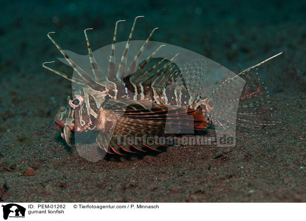 Blauflossen-Feuerfisch / gurnard lionfish / PEM-01262