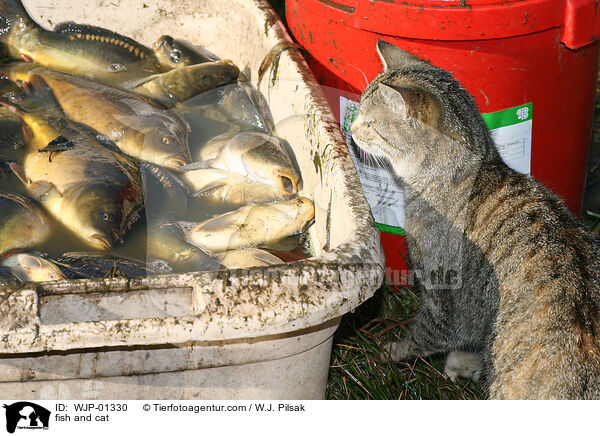Fische und Katze / fish and cat / WJP-01330