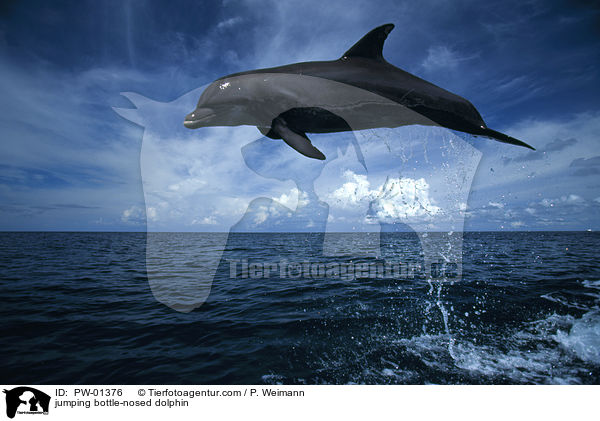 jumping bottle-nosed dolphin / PW-01376