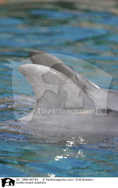 bottle-nosed dolphins / DMS-06745