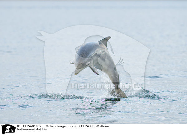 bottle-nosed dolphin / FLPA-01859