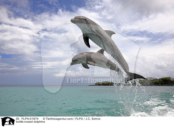 bottle-nosed dolphins / FLPA-01874