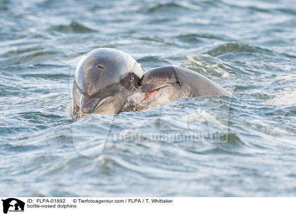 bottle-nosed dolphins / FLPA-01892