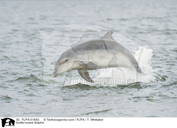 bottle-nosed dolphin / FLPA-01893