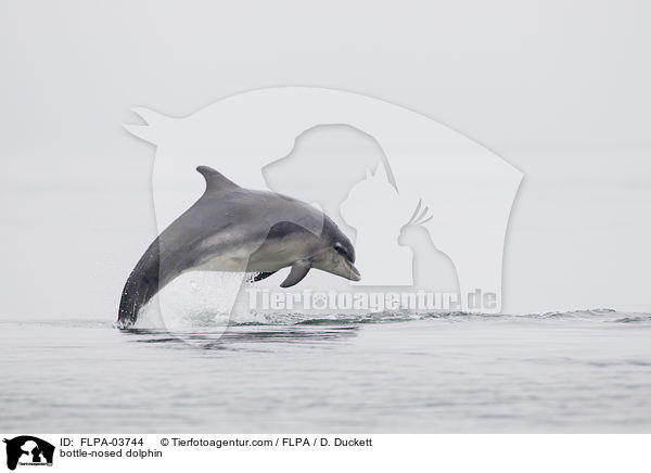 Groer Tmmler / bottle-nosed dolphin / FLPA-03744