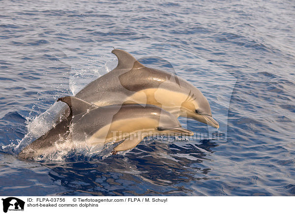short-beaked common dolphins / FLPA-03756