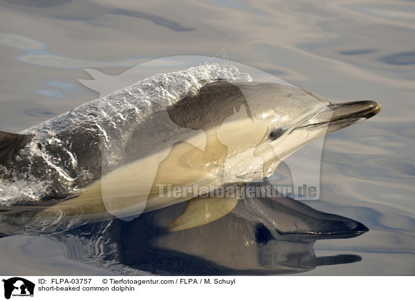 Gemeiner Delfin / short-beaked common dolphin / FLPA-03757