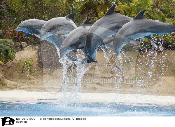 dolphins / UB-01009