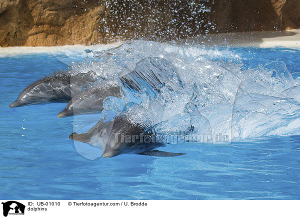 dolphins / UB-01010