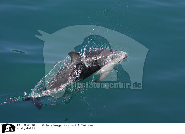 Schwarzdelfin / dusky dolphin / DG-01698