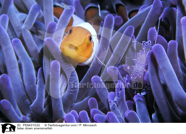 false clown anemonefish / PEM-01032