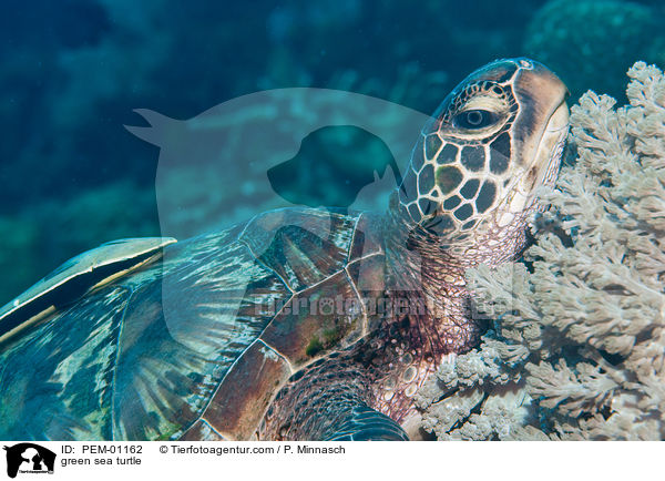 Suppenschildkrte / green sea turtle / PEM-01162