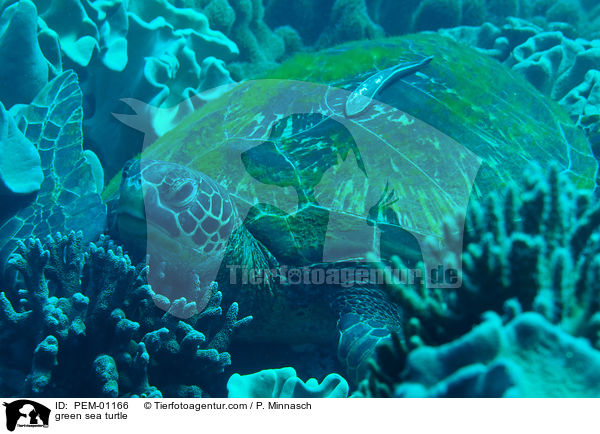 Suppenschildkrte / green sea turtle / PEM-01166