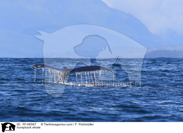 humpback whale / FF-06567