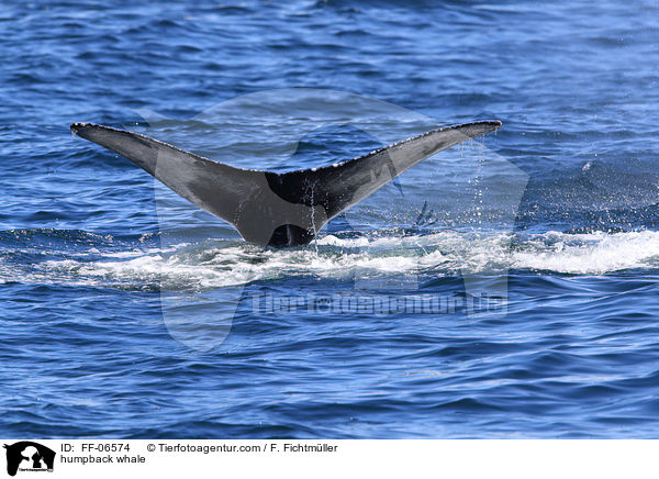 humpback whale / FF-06574