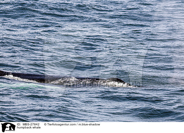 humpback whale / MBS-27842